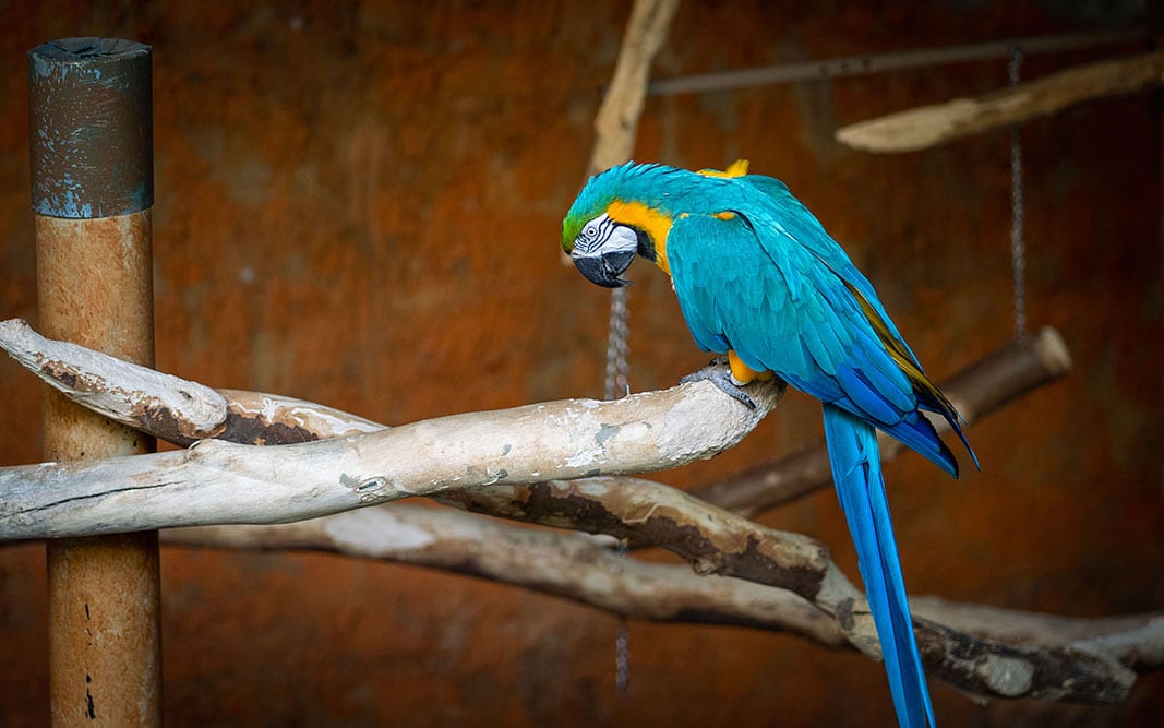 Bird-Kingdom-Niagara-Falls-Tourism Bird Kingdom in Niagara Falls, Ontario