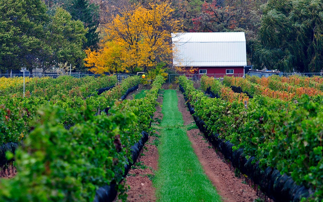 Icellars-Estate-Winery