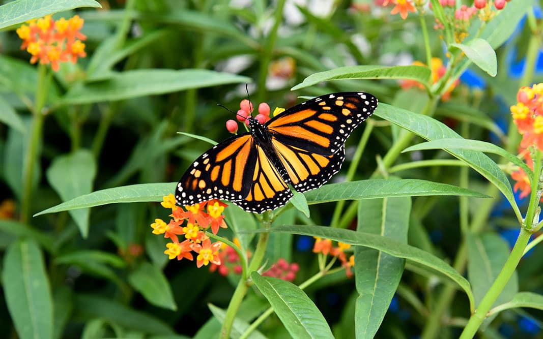 Niagara-Parks-Butterfly-Conservatory-Niagara-Falls-Tourism Niagara Parks Butterfly Conservatory in Niagara Falls, Ontario